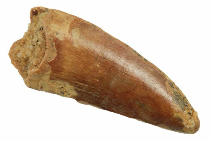 Raptor Tooth - Real Dinosaur Tooth #196474